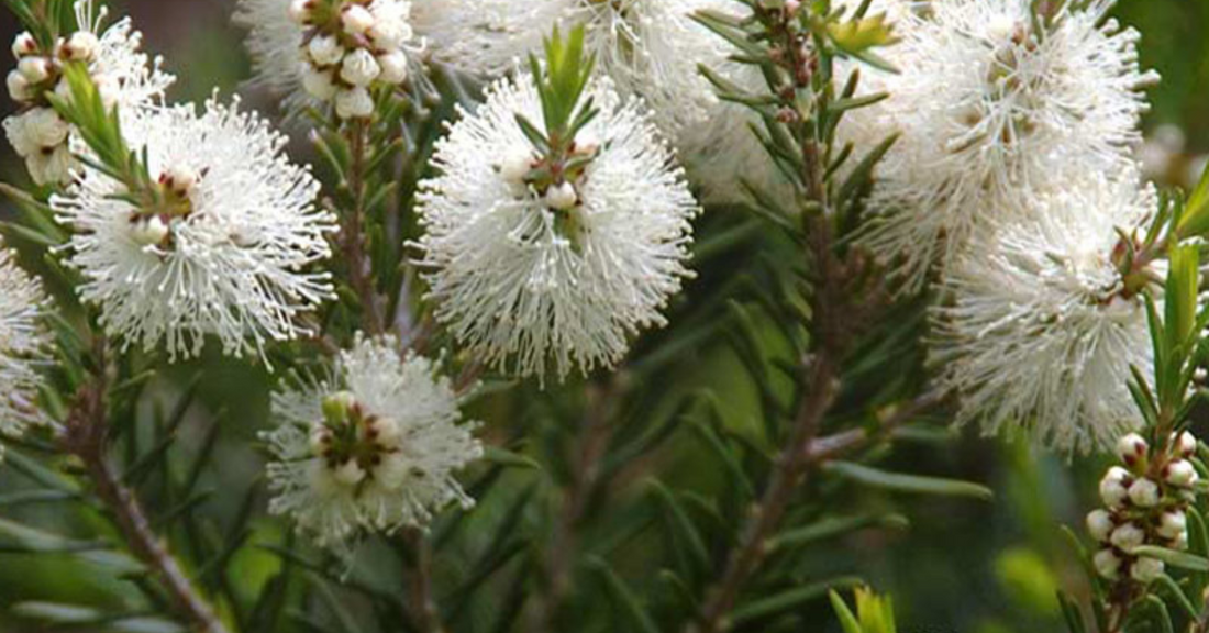 Tea Tree Oil for Hair static image