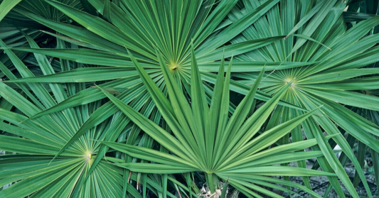 Saw Palmetto for Hair static img