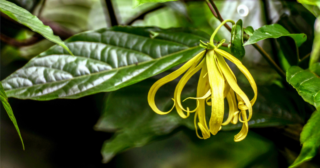 Ylang Ylang Oil for Hair: Uses, Benefits and More